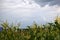 A stormy horizon with blue clouds over a cornfield