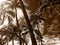 Stormy palm trees in Kauai, Hawaii