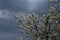 Stormy rainy bad weather during cherry blossoming. Early frosts as harvest failure