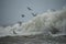 stormy rough sea. A huge wave and seagulls