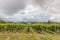 Stormy sky above rows of grapevine growing in vineyard