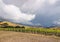 Stormy sky above vineyard landscape in New Zealand