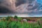 Stormy sky over marsh with purple wildflowers