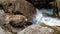 Stormy stream of a mountain river. Clean water rises up and foams. A stormy stream of spike with a spray close-up. Slow