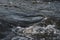 Stormy stream mountain river, rapid flow water close-up among stones. Restless stream surface with fast flow dark blue