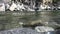 Stormy water in rapids of fast river with stones coast and bottom in Mongolia.