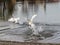 Stormy water tornado rises up behind the swan after it touches and dives into the water