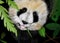 Story abut panda life and bamboo