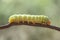 The Story About Beautifull Caterpillar