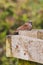 Stour Valley Sparrow