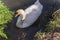Stour Valley Swan