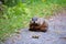 Stout adult groundhog with alert expression holding large piece of carrot in park alley