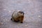 Stout adult groundhog seen crossing park alley with alert expression during an early fall morning