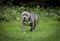 Stout blue nose pitbull posing in a field