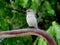 A stout little Thrasher perches upon a rusty metal pole in light rainfall