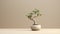 Stout Minimalist Cactus Bonsai Tree - Long-lasting Hd Desktop Wallpaper