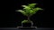 Stout Minimalist Fern Bonsai Tree In Black Pottery - Hd Desktop Wallpaper