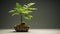 Stout Minimalist Fern Bonsai Tree: Japanese-style Landscapes Inspired Desktop Wallpaper