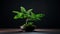 Stout Minimalist Fern Bonsai Tree: Uhd Image For Reusable Desktop Wallpaper