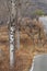 The stout poplars on the roadside in early spring