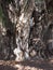 Stoutest trunk of the world of big Montezuma cypress tree at Santa Maria del Tule city in Mexico - vertical