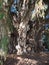 Stoutest trunk of the world of exciting Montezuma cypress tree at Santa Maria del Tule city in Mexico - vertical