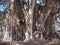 Stoutest trunk of the world of huge Montezuma cypress tree at Santa Maria del Tule city in Mexico