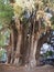 Stoutest trunk of the world of monumental Montezuma cypress tree at Santa Maria del Tule city in Mexico - vertical