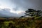 Stowes Hill Tor with gloomy stormy sky , Minions ,Cornwall, UK