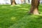 Straigh line of new freshly installed green rolled lawn grass carpet along stone pavement sidewalk at city park or