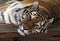 Straight ahead view of a lying Siberian tiger