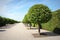 Straight alley with circle trimmed trees on the sides with blue sky in spring. Rows of trees in park alley with pathways