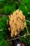 Straight-branched Coral, Ramaria stricta