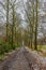 Straight dirt road between huge bare trees, wild plants, green grass and remnants of snow