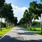 Straight and empty road surrounded by trees