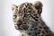 A straight face of the Amur Leopard