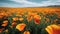 A straight on far away shot of a field of many bright orange poppy flowers with a level horizon. Generative AI