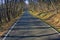 Straight forest road at early spring in Kosutnjak forest, Belgrade