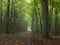 Straight ground road leading across forest