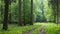 Straight ground road leading across forest