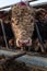 A straight on head shot of a hereford cow