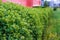 Straight line of growing vibrant bushes shrubs fence