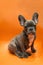 Straight-looking puppy of a French bulldog on a contrasting background in an armchair