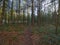 Straight, narrow footpath passes through dark, damp woodland