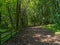 Straight path through the woods at the side of Linacre Reservoir