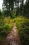 Straight pathway inside the green forest with pine trees on backgroung. Dark and moody vertical photo of way in mountains - autumn