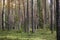 Straight pine trunks of ship pine forest