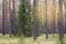 Straight pine trunks of ship pine forest