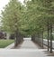 Straight road with arrange straight trees,Roosevelt Island,New York