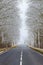 Straight road in the countryside. Trees in hoarfrost. Seasonal